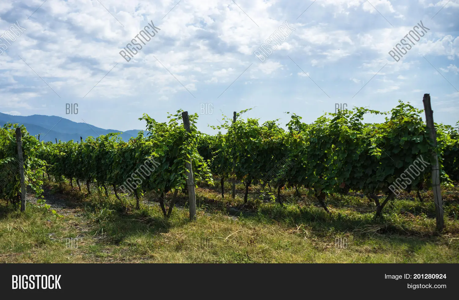 Kakheti Georgia vineyard mountain view