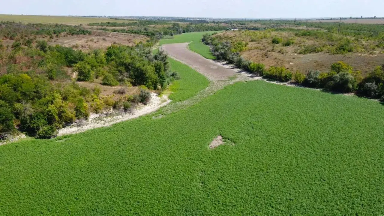 заросли ивы на дне каховского водохранилища